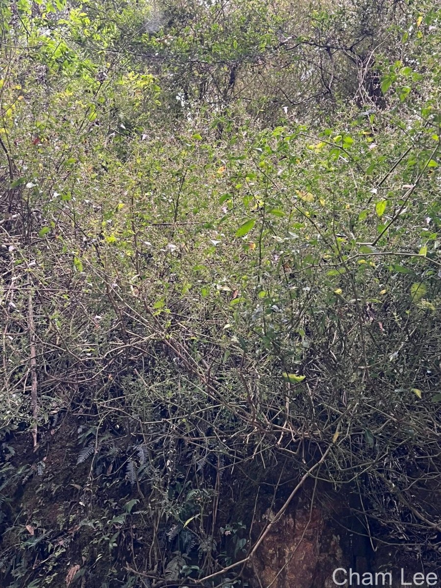 Strobilanthes helicoides T.Anderson